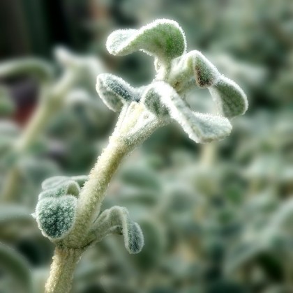 phlomis lanata2