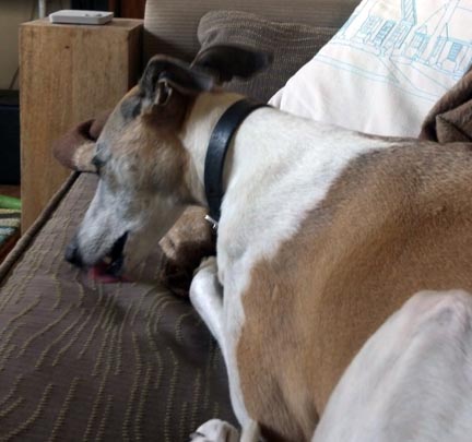 whippet lick