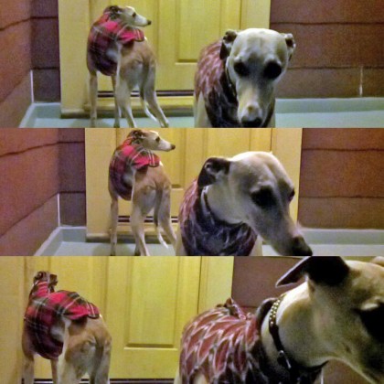 whippets