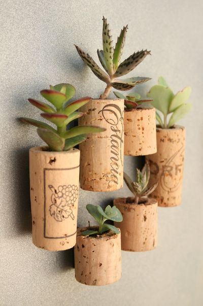 wine-cork-succulent