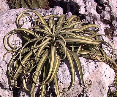 Agave bracteosa