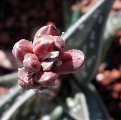Aloe variegata