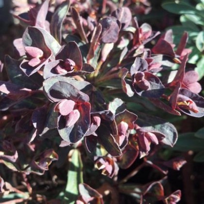 Euphorbia Blackbird
