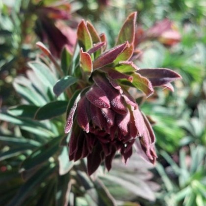 Euphorbia martinii