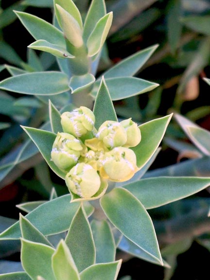 Euphorbia mauritanica