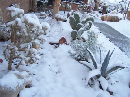 cactus in the snow