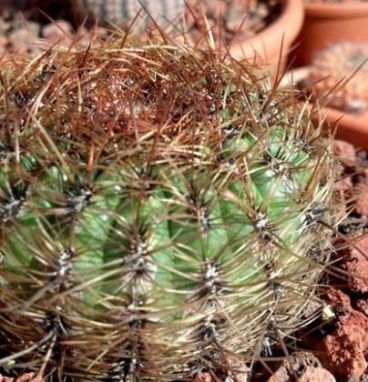 oroya_peruviana2