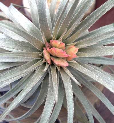 tillandsia_mauryana