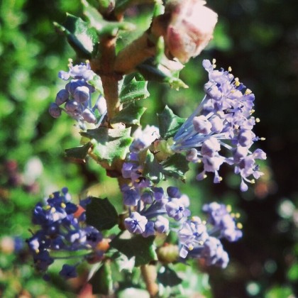 Ceanothus2