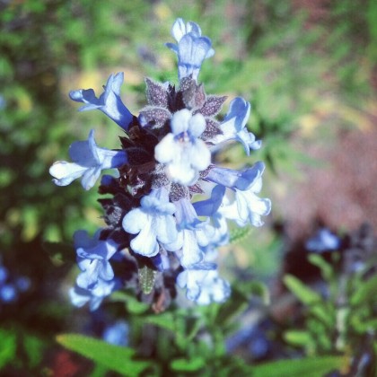 Salvia