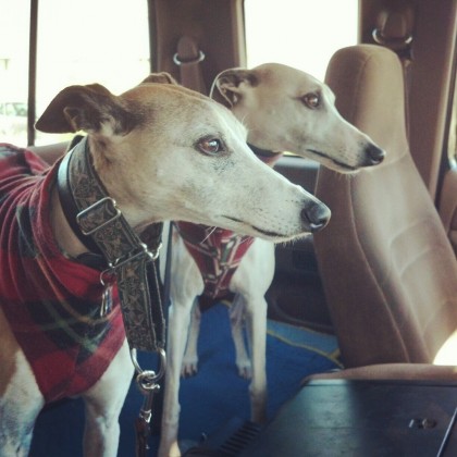 Whippets