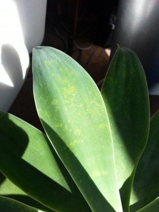 agave attenuata