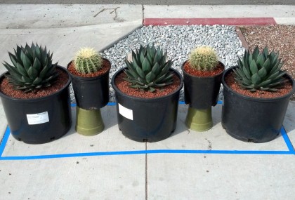 agave blue glow