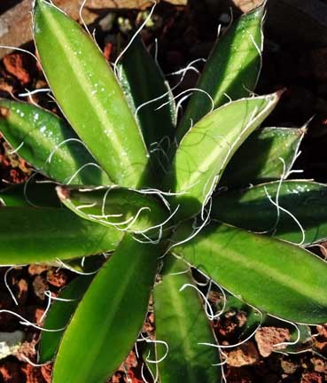 agave_black_widow