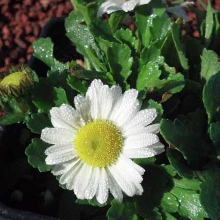 leucanthemum_darling_daisy