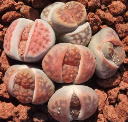 lithops_clump