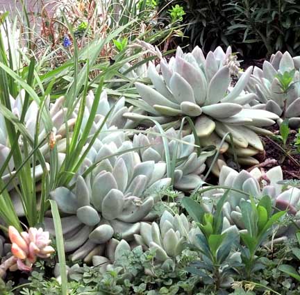 pachyphytum_longifolium7