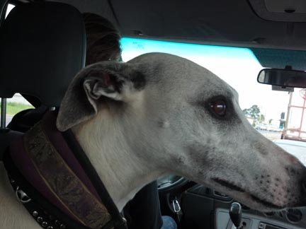 whippet road trip