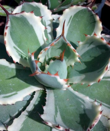 Agave Kichiokan Marginata