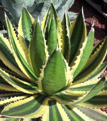 Agave Quadricolor
