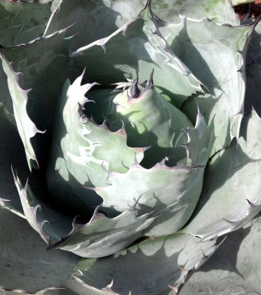Agave parrasana