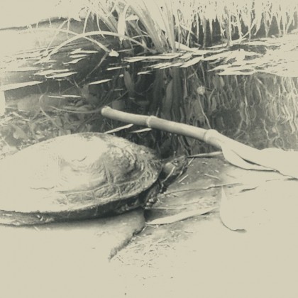 Backyard Turtle Pond