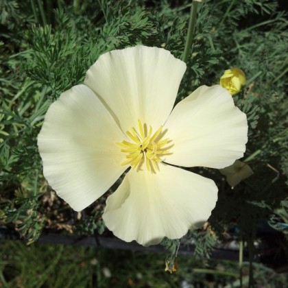 California Poppy Moonglow