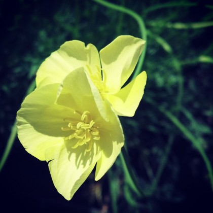 California Poppy Sundew