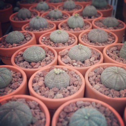 Euphorbia obesa pots