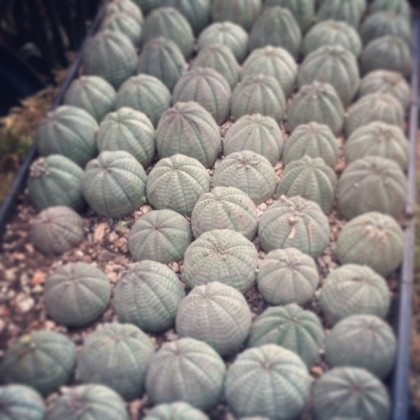 Euphorbia obesa tray