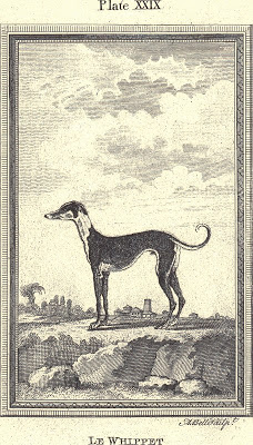 Le Whippet