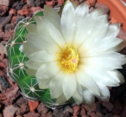 Parodia crassigibba