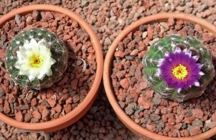 Parodia crassigibba pair