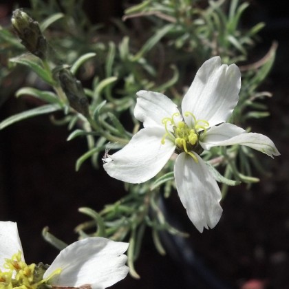 Zinnia acerosa
