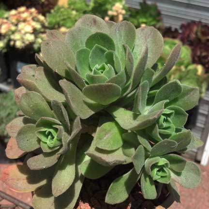 aeonium_ballerina