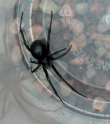 black widow