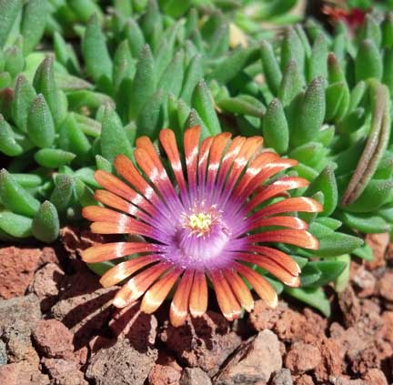 delosperma_fire_spinner2