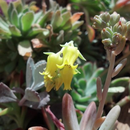 echeveria violet queen