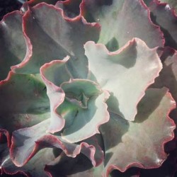 echeveria_hybrid11