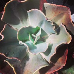 echeveria_hybrid12