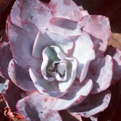 echeveria_hybrid13
