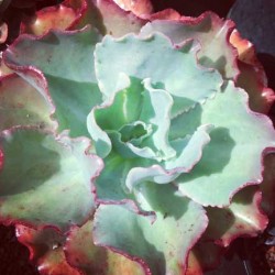 echeveria_hybrid14