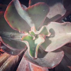 echeveria_hybrid15