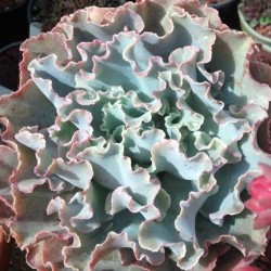 echeveria_hybrid7
