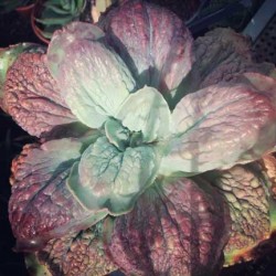 echeveria_hybrid8