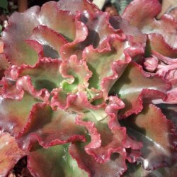 echeveria_hybrid9