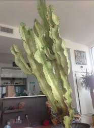 euphorbia ammak