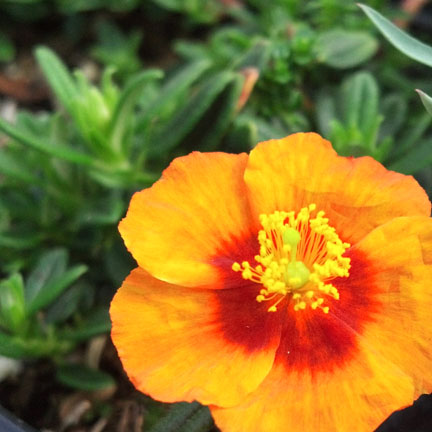 helianthemum_ben_nevis