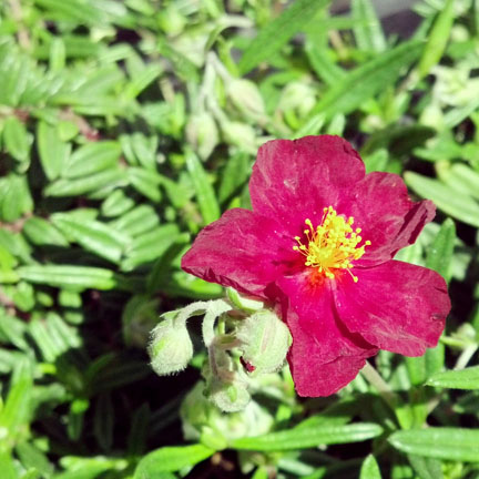 helianthemum_dazzler