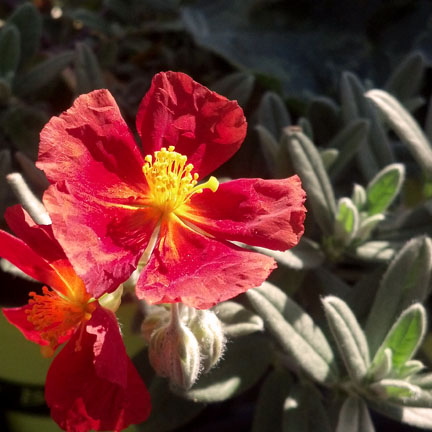 helianthemum_henfield_brilliant